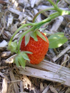 Mulched strawberry