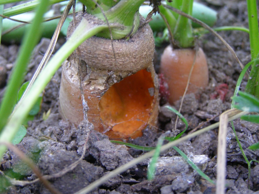 A slug-ruined carrot. 