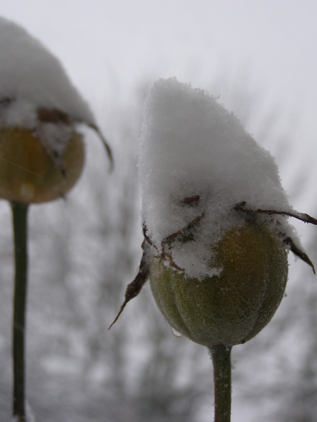 rose hips with snowy hats