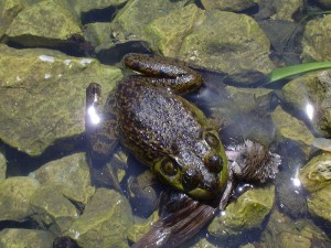 800px-Frog_by_a_pond