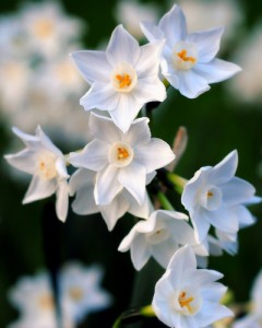 Paperwhites can be forced in just 3 weeks. © RC Designer - Flickr