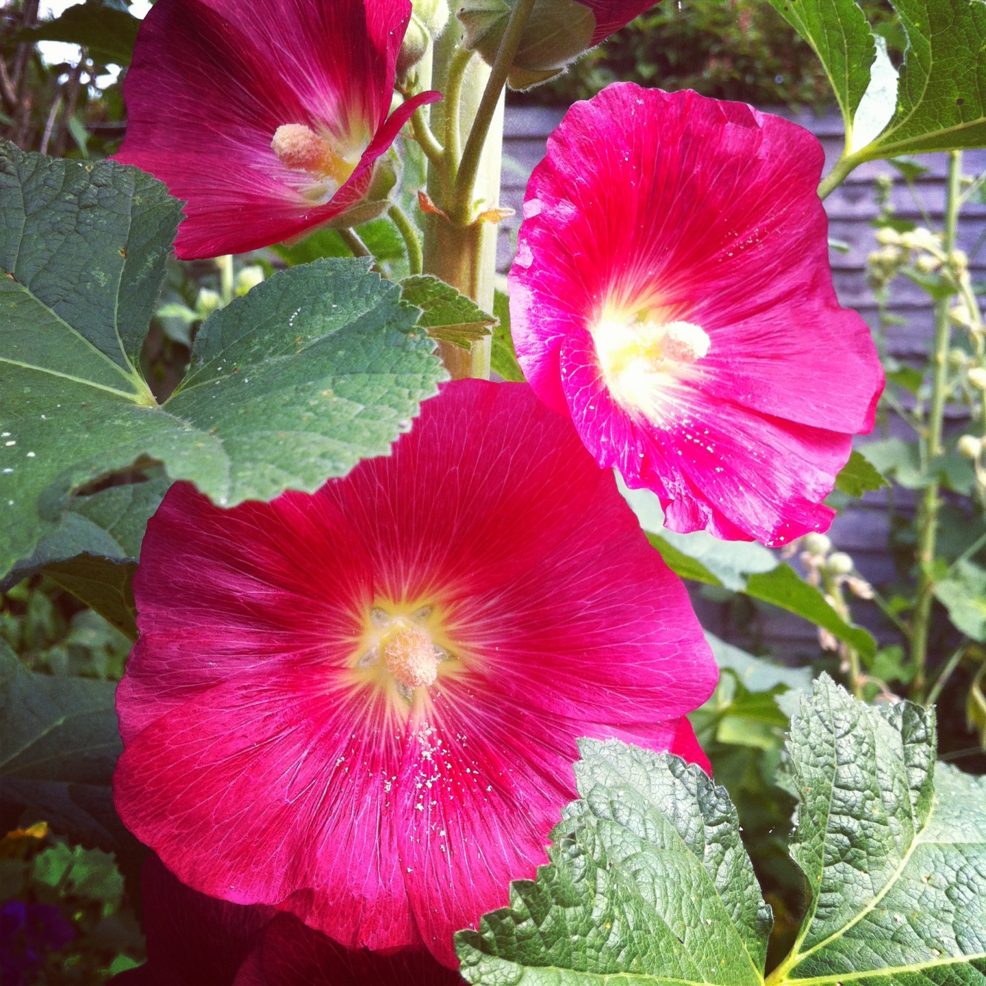 Plant Pick Growing Hollyhocks The Guide To Gay Gardening