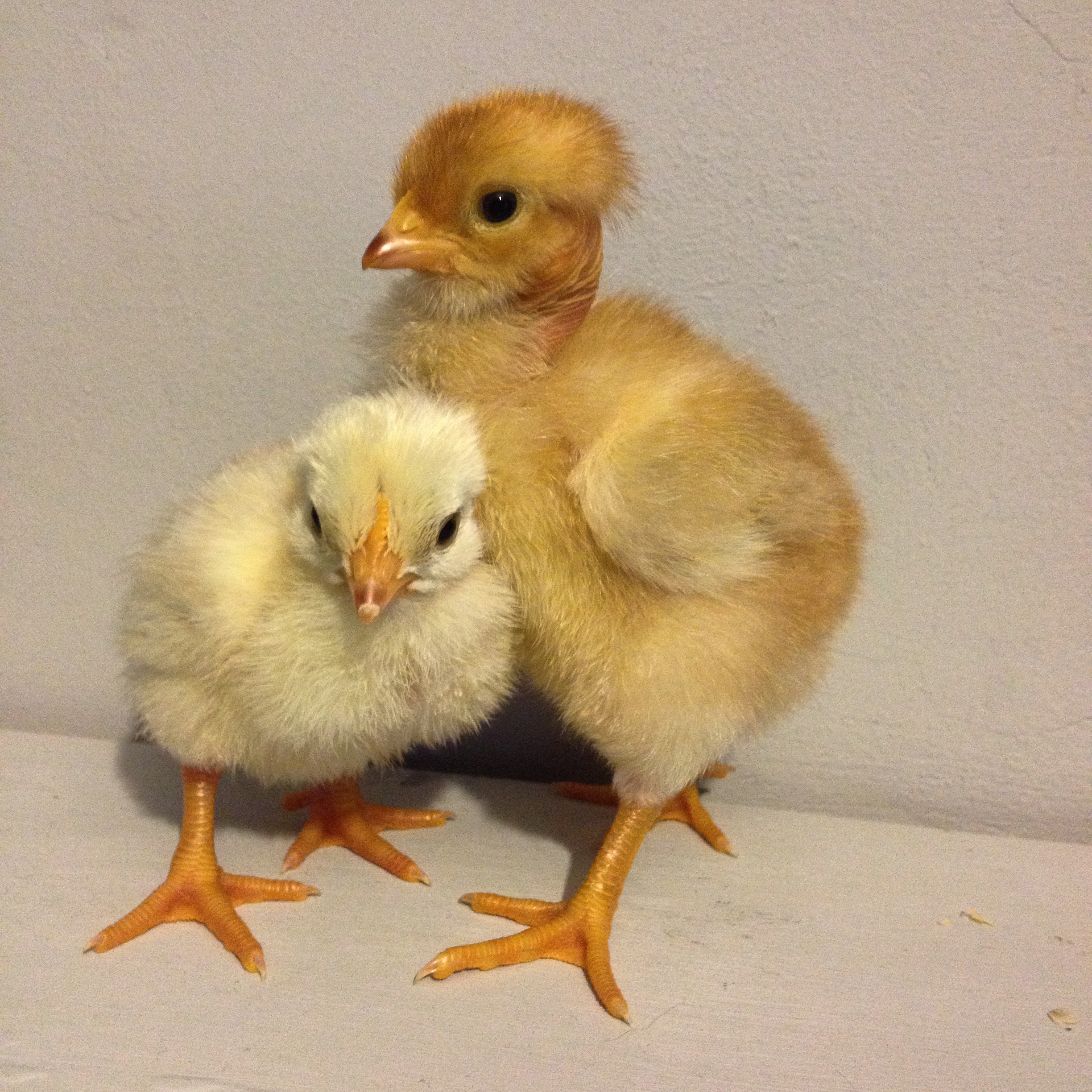 New Chickens Hatching Ixworth And Naked Neck Chicks The Guide To
